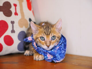 Cazzu Bengal 01