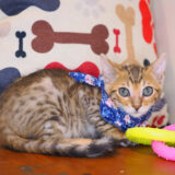 Cazzu Bengal 02