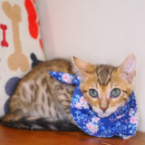 Cazzu Bengal 03