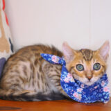 Cazzu Bengal 04