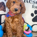 Charlie Miniature Goldendoodle 01