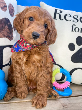 Charlie Miniature Goldendoodle 01