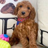 Charlie Miniature Goldendoodle 02