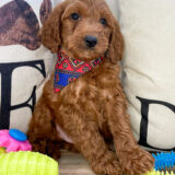 Charlie Miniature Goldendoodle 03