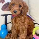 Charlie Miniature Goldendoodle 04