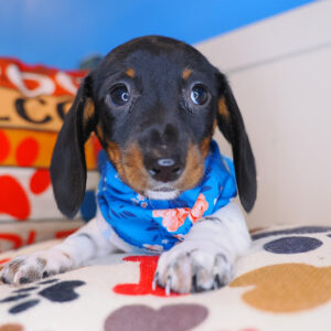 Clarisa Dachshund 01