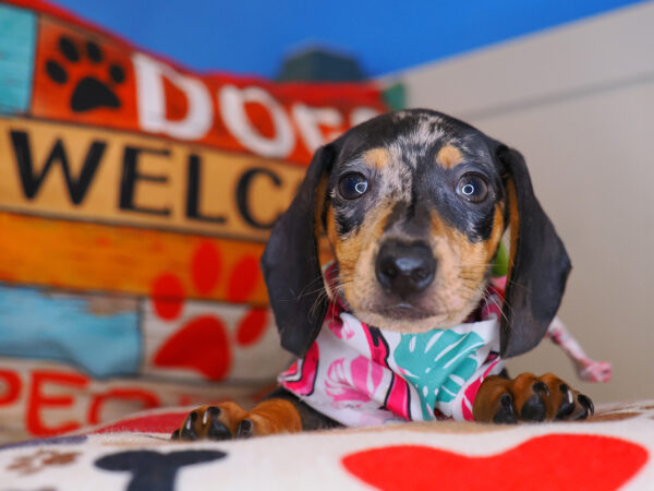 Clementine Dachshund 01