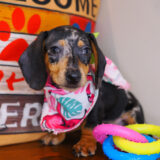 Clementine Dachshund 02