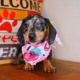 Clementine Dachshund 04