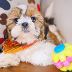 Corky Shih Tzu 01