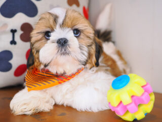 Corky Shih Tzu 01