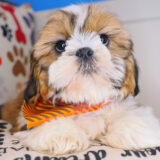 Corky Shih Tzu 02