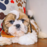 Corky Shih Tzu 03