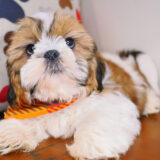 Corky Shih Tzu 04