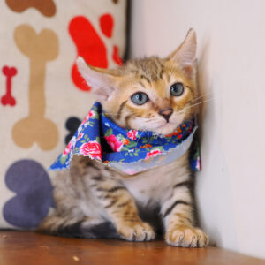 Cyrus Bengal 01