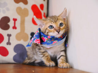 Cyrus Bengal 01