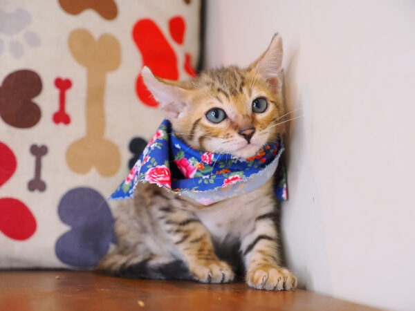 Cyrus Bengal 01