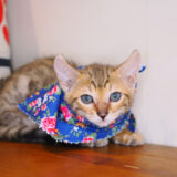 Cyrus Bengal 02