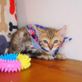 Cyrus Bengal 03