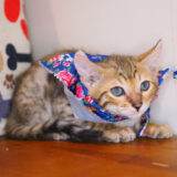 Cyrus Bengal 04