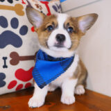 Daphne - Pembroke welsh Corgi 01