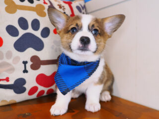 Daphne - Pembroke welsh Corgi 01