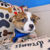 Daphne - Pembroke welsh Corgi 02