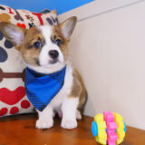 Daphne - Pembroke welsh Corgi 03