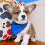 Daphne - Pembroke welsh Corgi 04