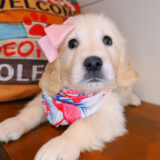 Demeter Golden Retriever 01