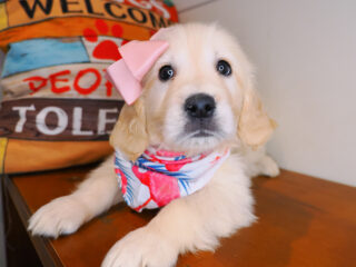 Demeter Golden Retriever 01