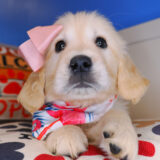 Demeter Golden Retriever 02