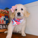 Demeter Golden Retriever 03