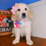 Demeter Golden Retriever 04