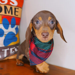 Drago Dachshund 01