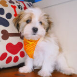 Drake Morkie 01