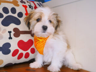 Drake Morkie 01