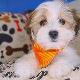 Drake Morkie 02