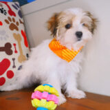 Drake Morkie 03