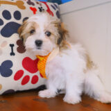 Drake Morkie 04