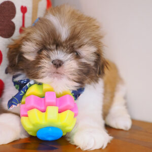 Effie Shih Tzu 01