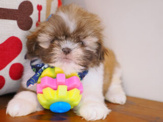 Effie Shih Tzu 01