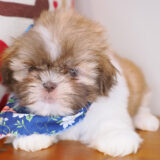 Effie Shih Tzu 02