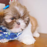 Effie Shih Tzu 03