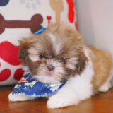 Effie Shih Tzu 04