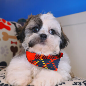 Eros - Shihpoo 01