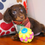 Excalibur - Dachshund 01