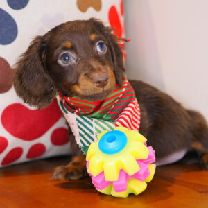 Excalibur - Dachshund 01