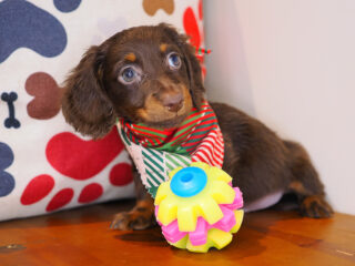 Excalibur - Dachshund 01