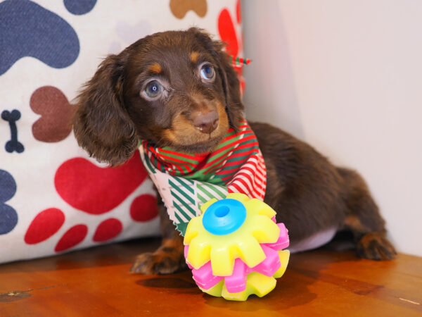 Excalibur - Dachshund 01